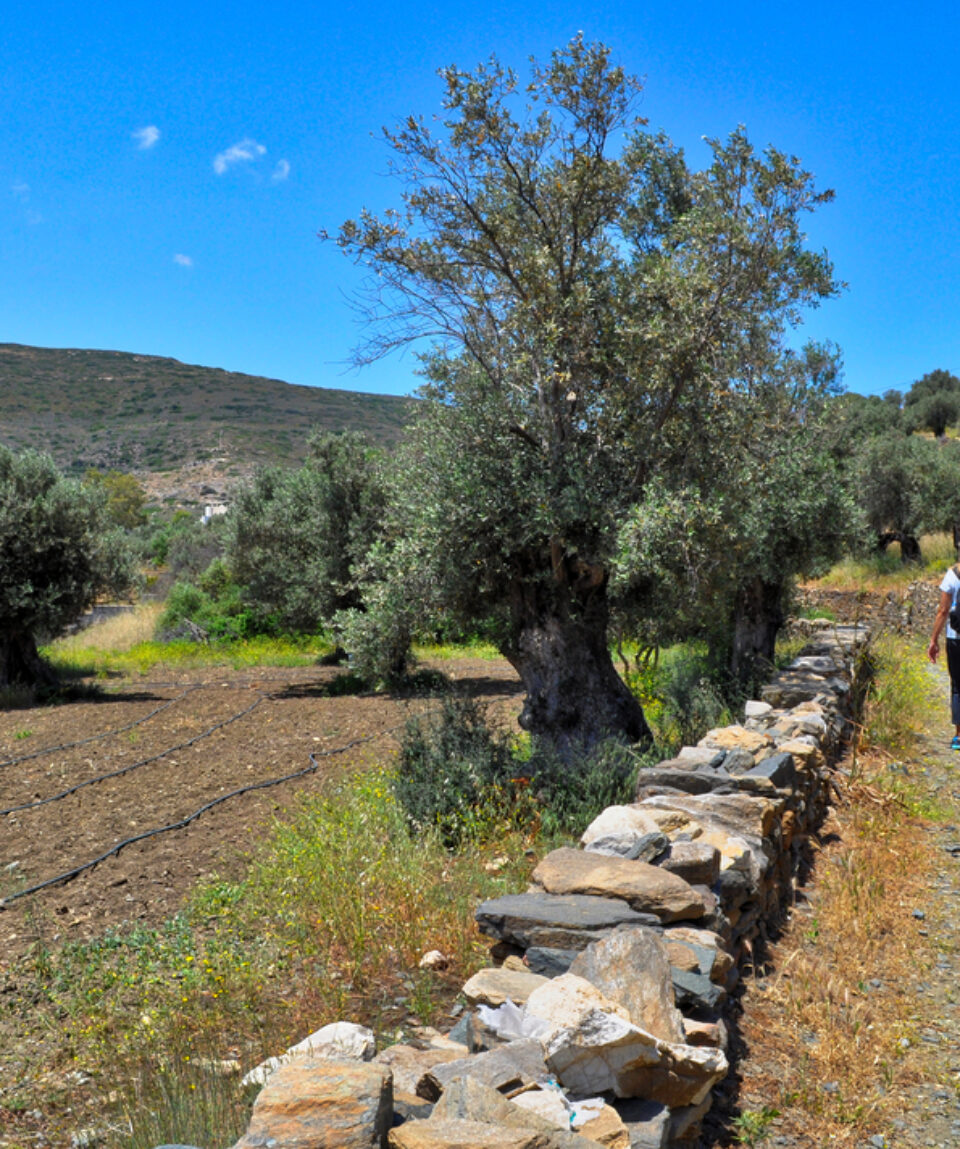 naxos-trekking-306A